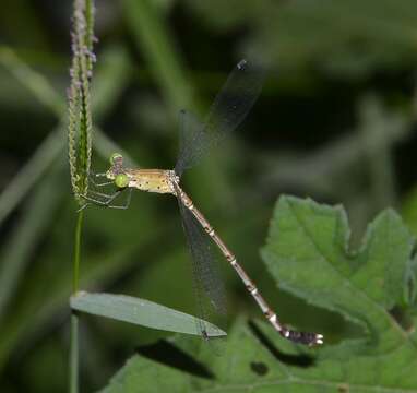 Image of Platylestes platystylus (Rambur 1842)