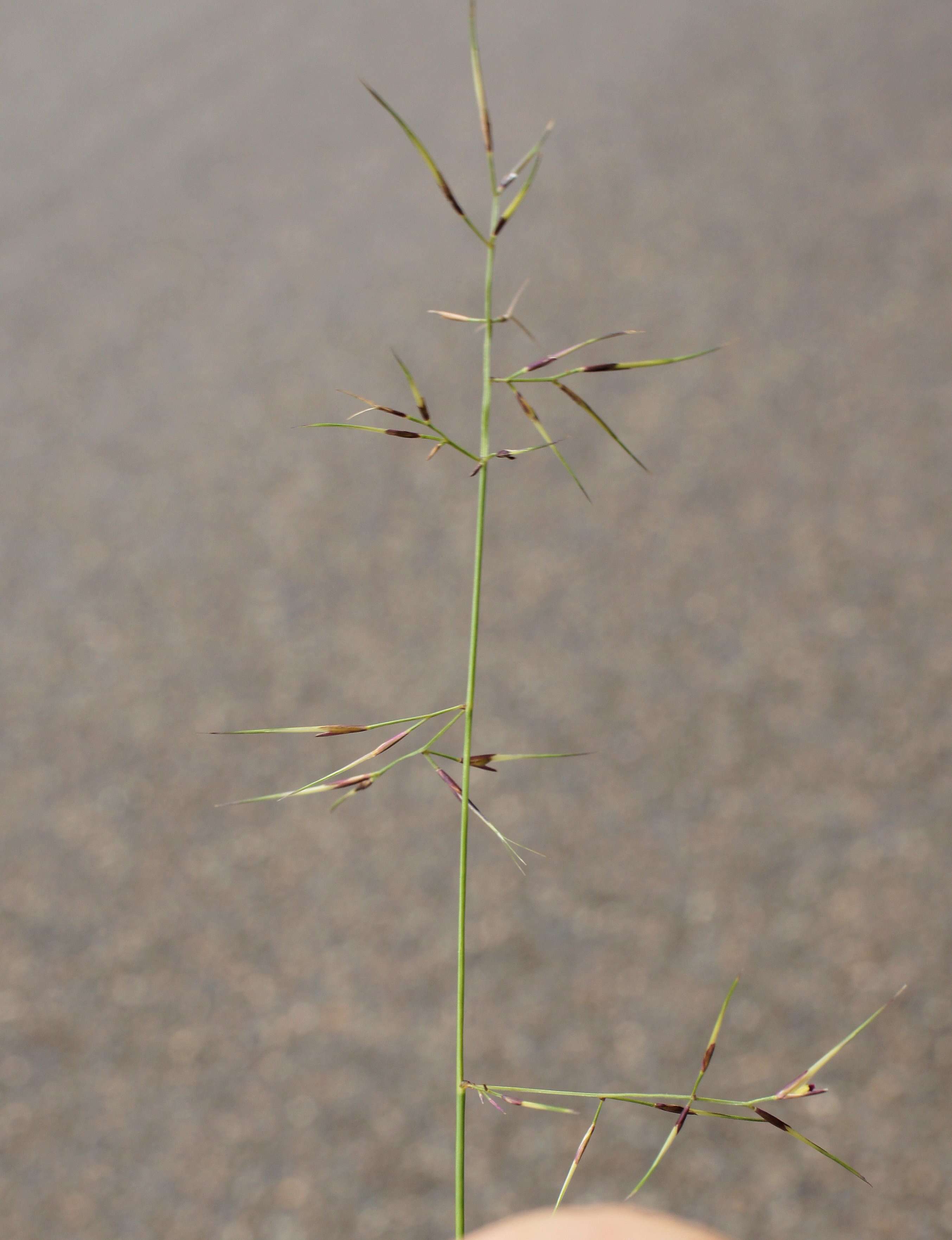 Слика од Aristida vagans Cav.