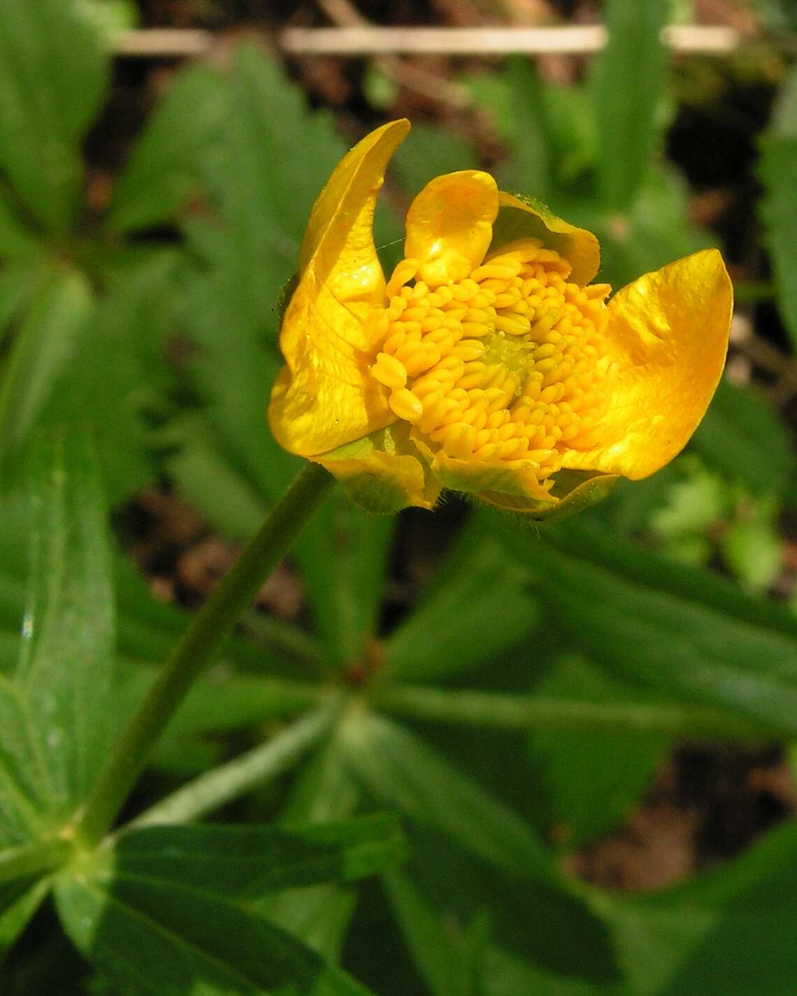 Image de Ranunculus cassubicus L.