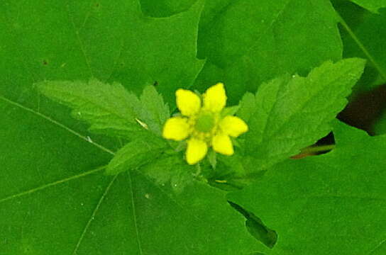 Image of Wood Avens