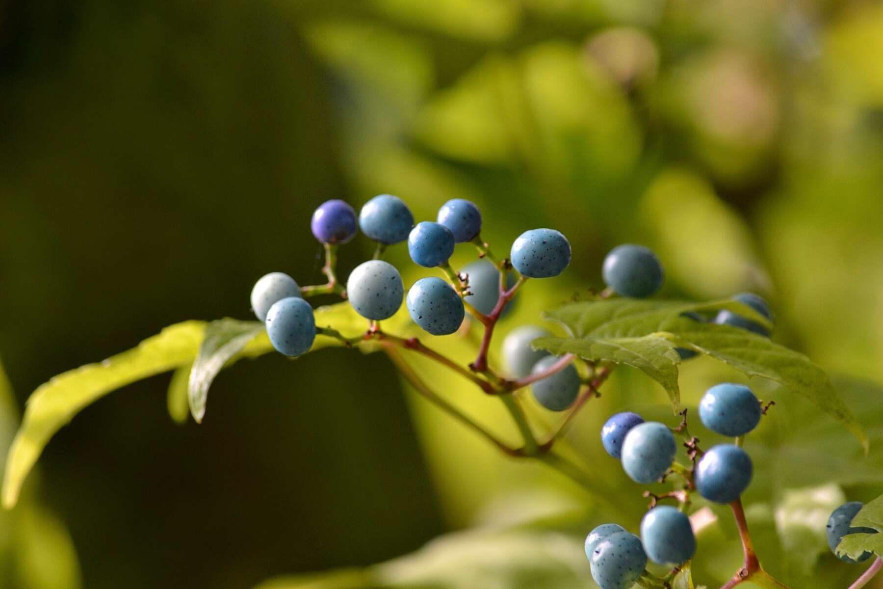 Sivun Ampelopsis heterophylla var. vestita Rehd. kuva