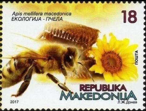 Image of Apis mellifera macedonica