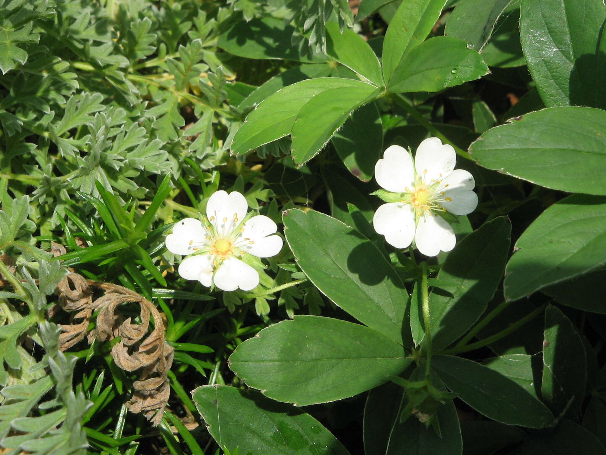 Imagem de Potentilla alba L.