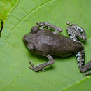 Image of Chapa spadefoot toad