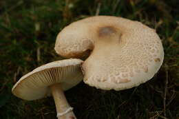 Image of Macrolepiota excoriata (Schaeff.) Wasser 1978