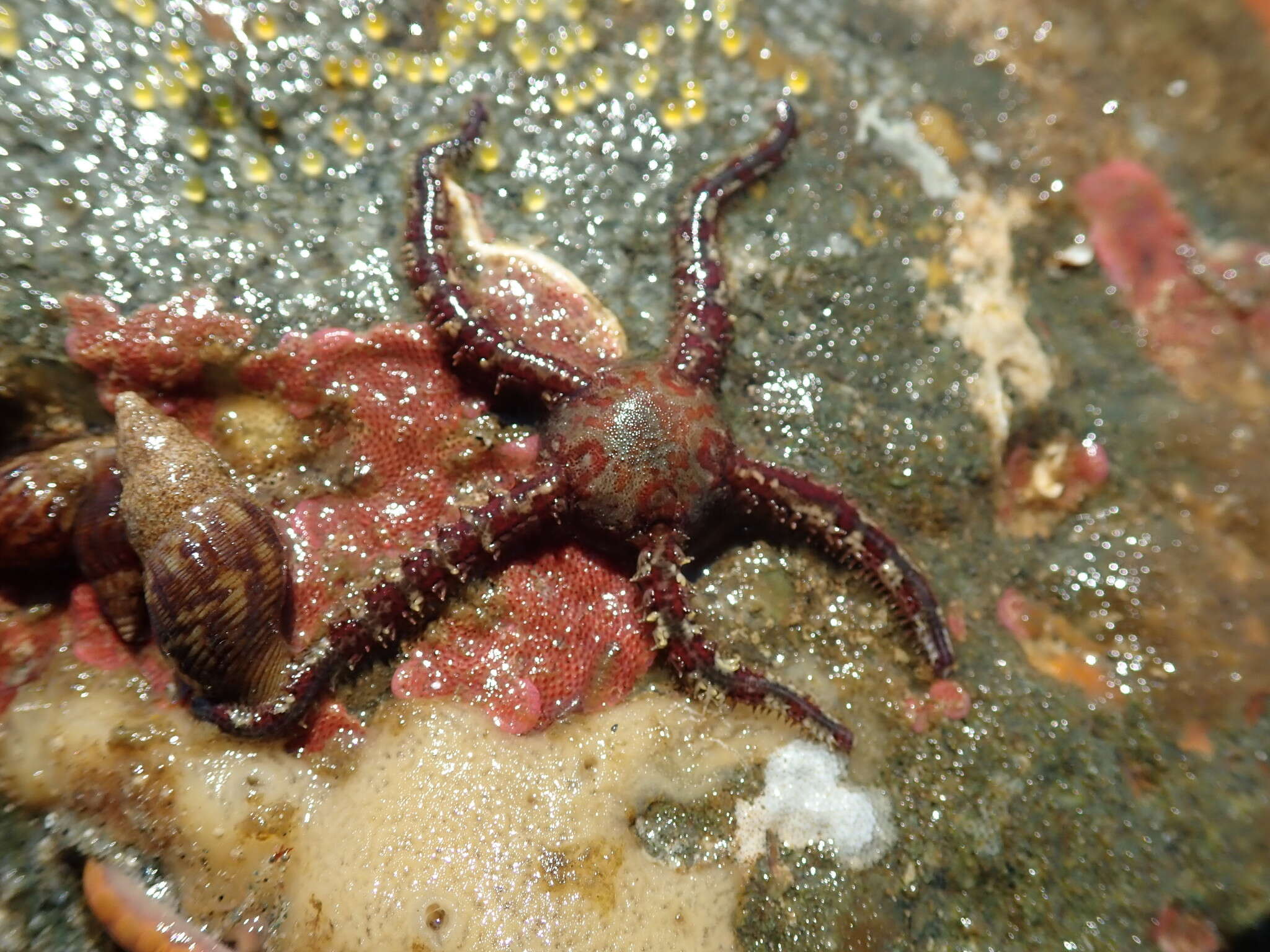 Image of Daisy brittle star