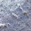 Image of Springtail