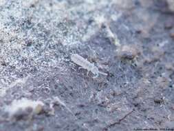 Image of Springtail