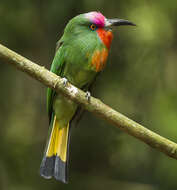 Image of Red-bearded Bee-eater