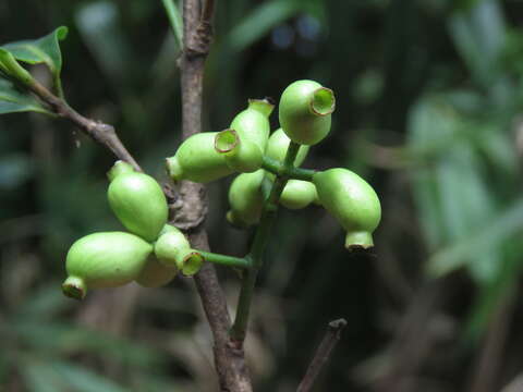 Image de Syzygium salicifolium (Wight) J. Grah.