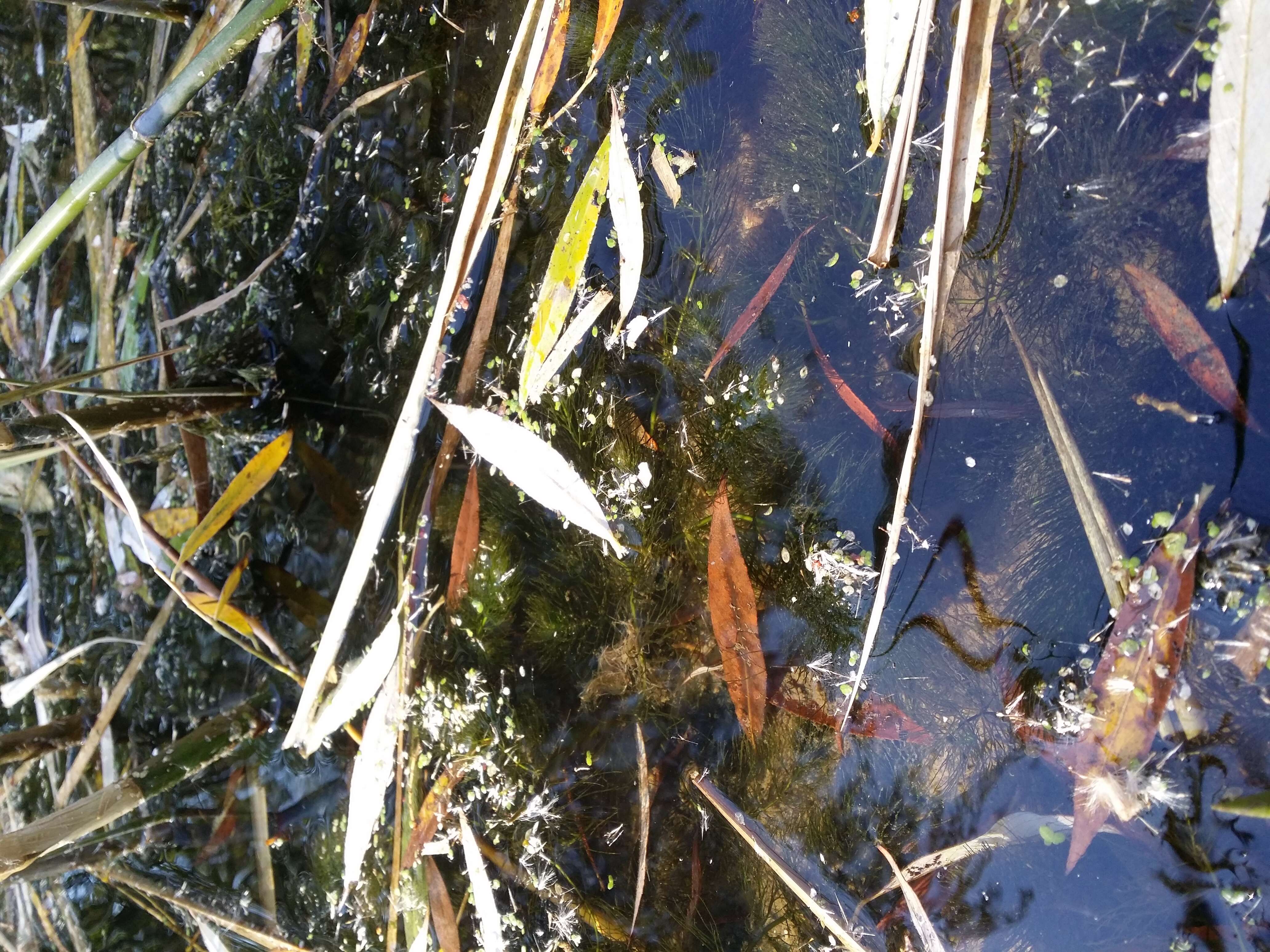 Image of Soft Hornwort