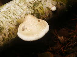 Image of birch polypore