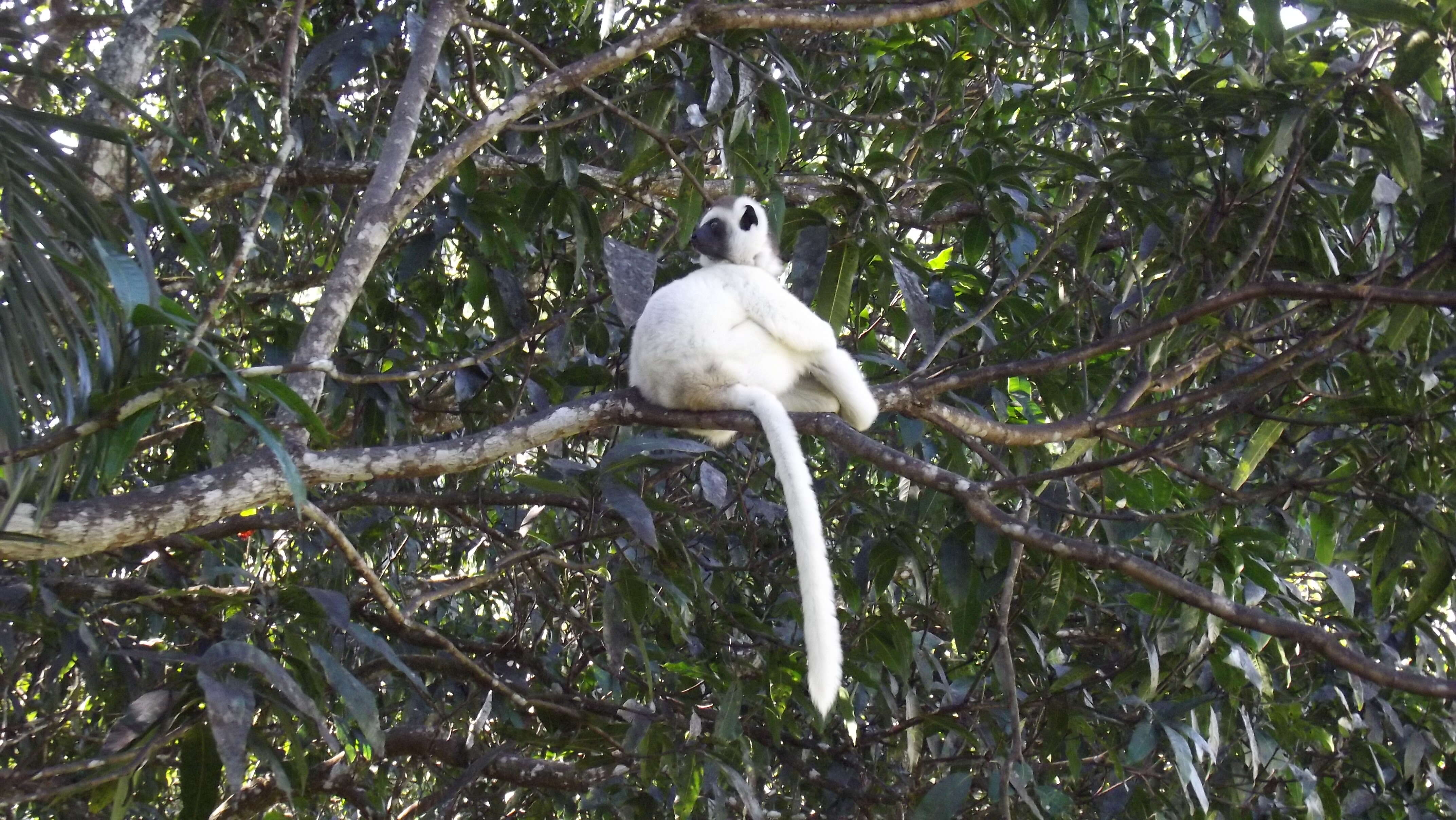 Image of Verreaux's Sifaka