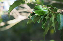 Слика од Ilex pedunculosa Miq.