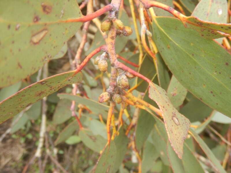 Image of snow gum