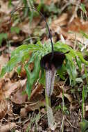 Image of Arisaema thunbergii subsp. urashima (H. Hara) H. Ohashi & J. Murata