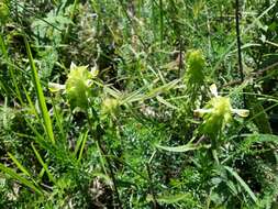 Image of Crested Cow-wheat