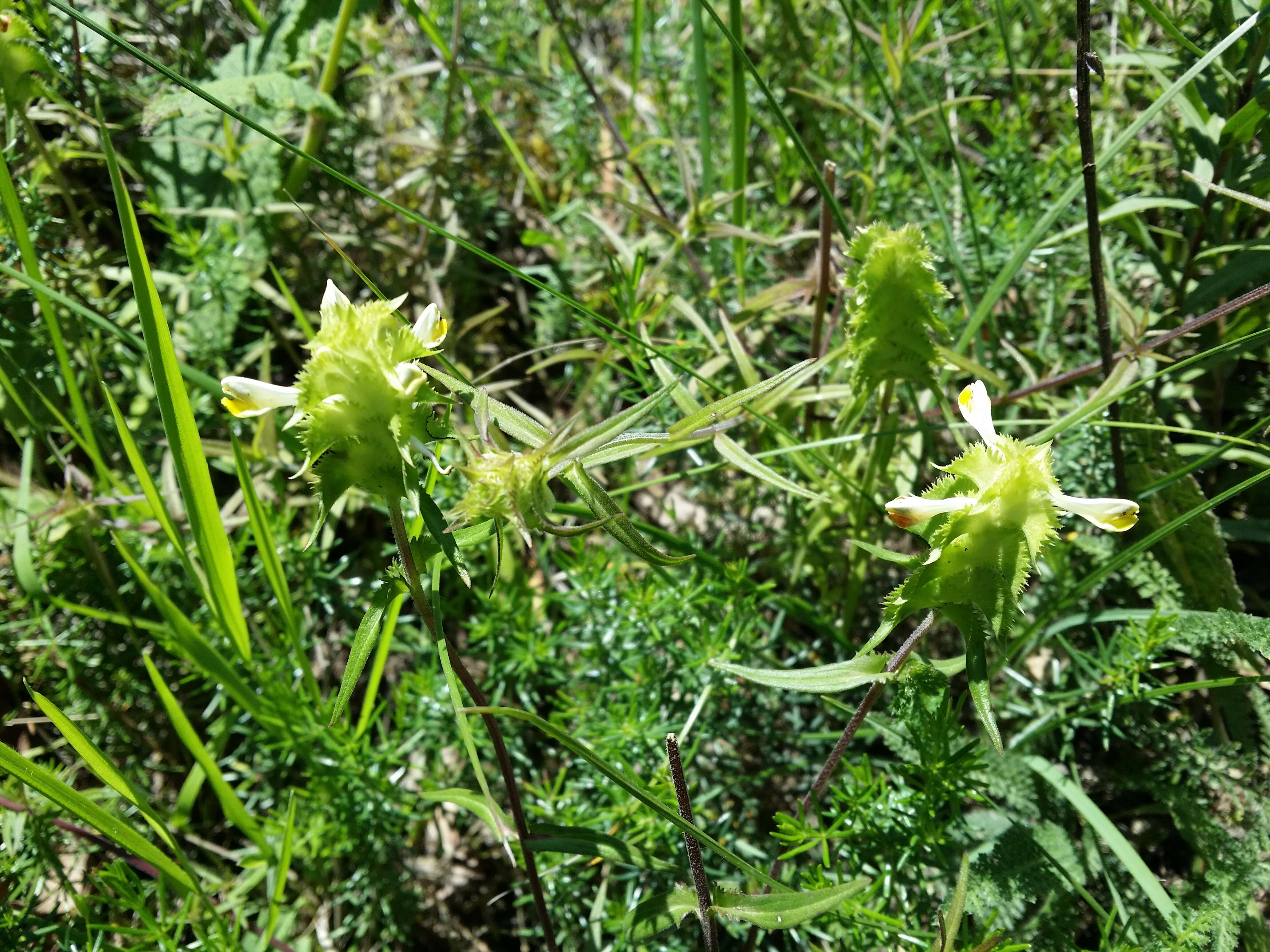 Image of Crested Cow-wheat