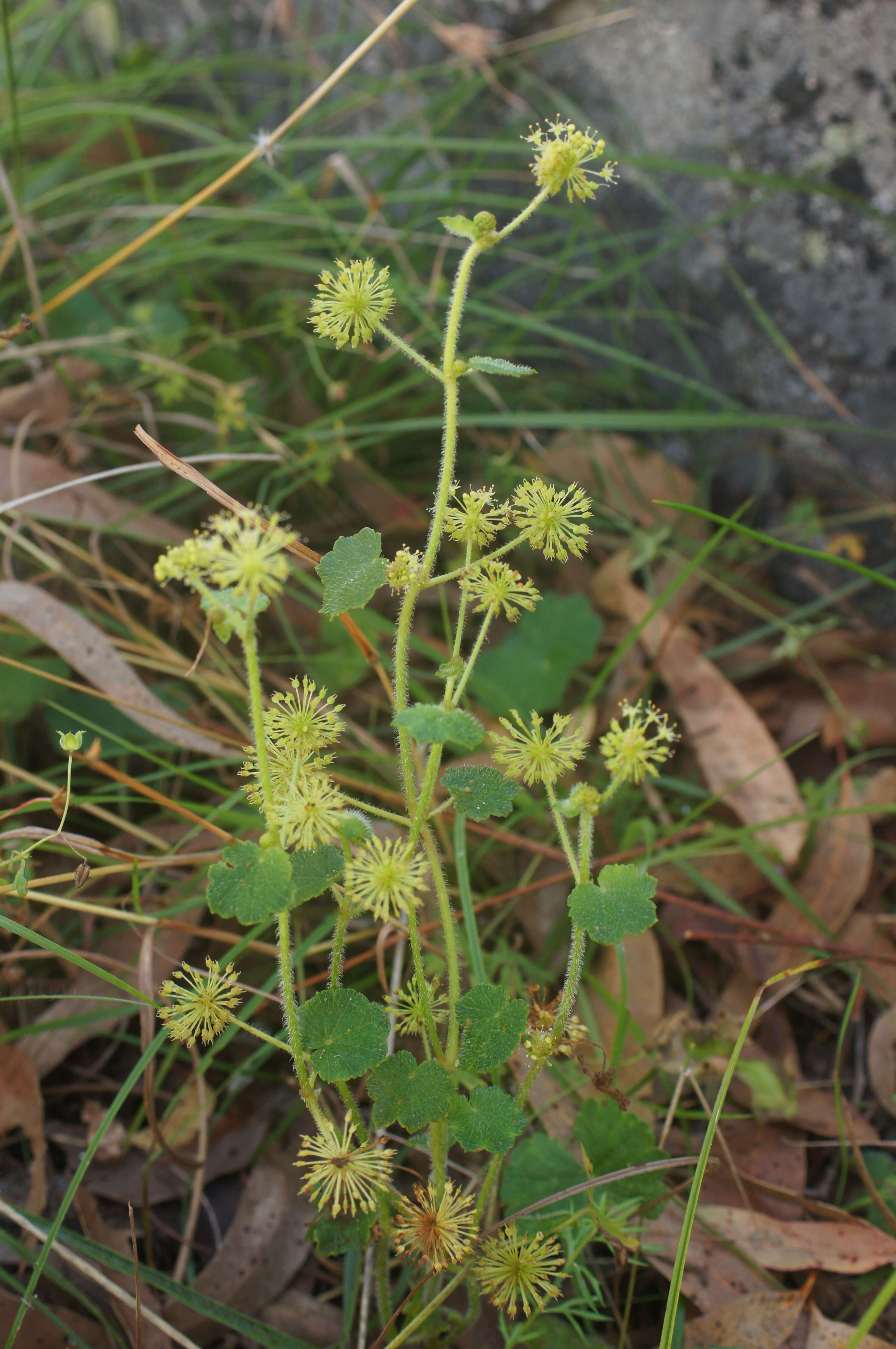 Image of Hydrocotyle laxiflora DC.