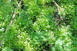 Image of Indian lettuce