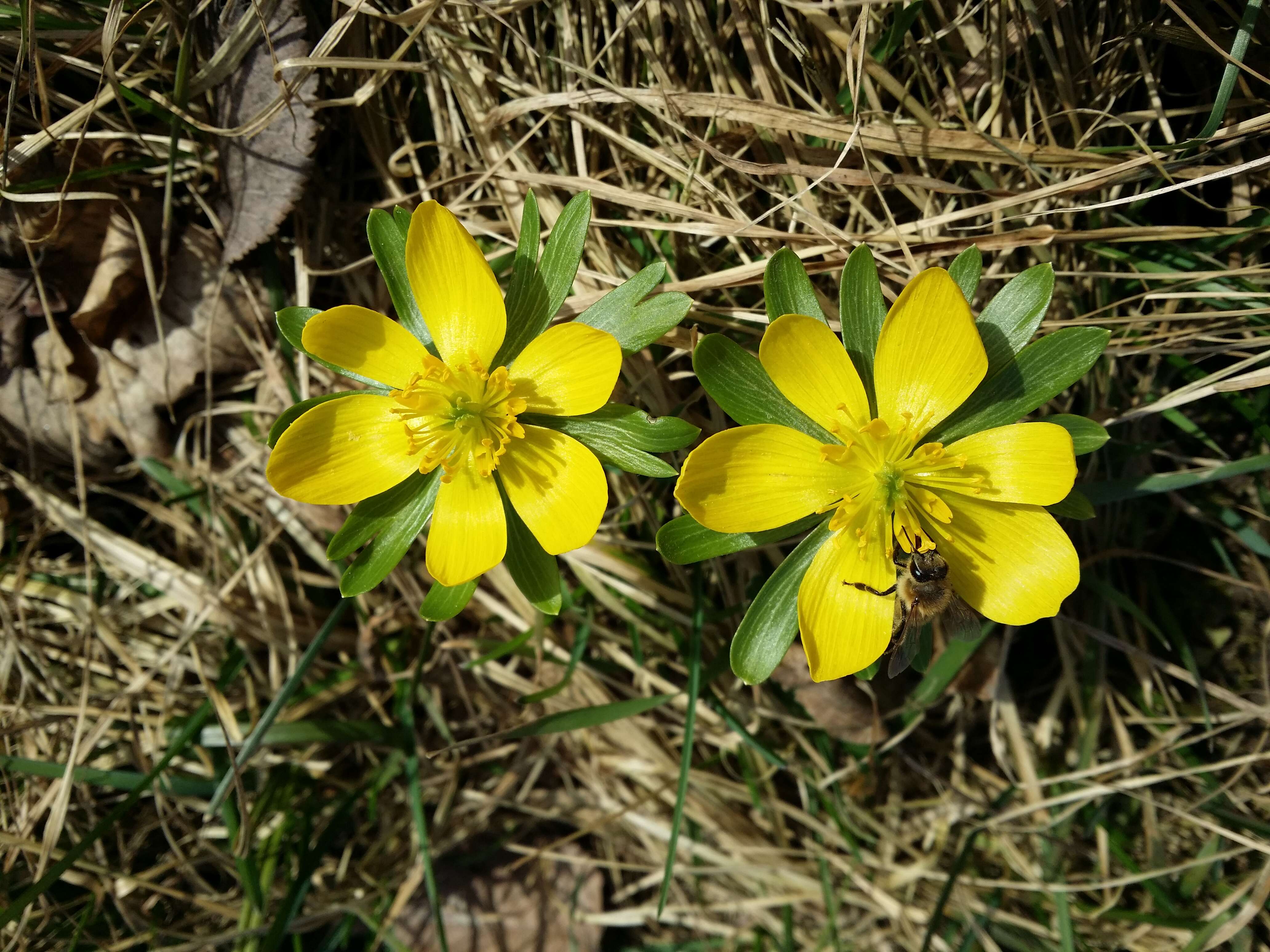 Image of eranthis