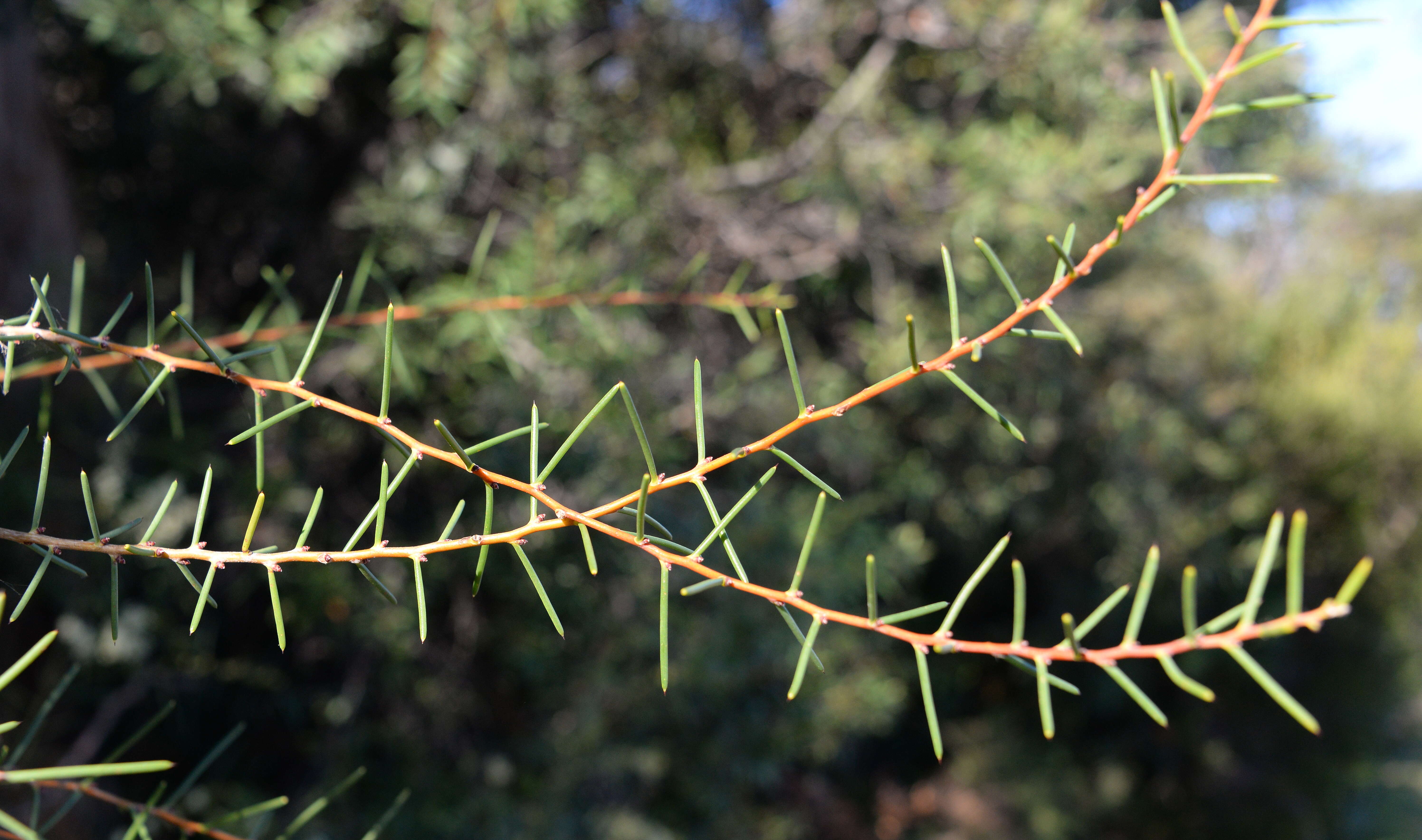 Image of Hakea teretifolia (Salisb.) Britten