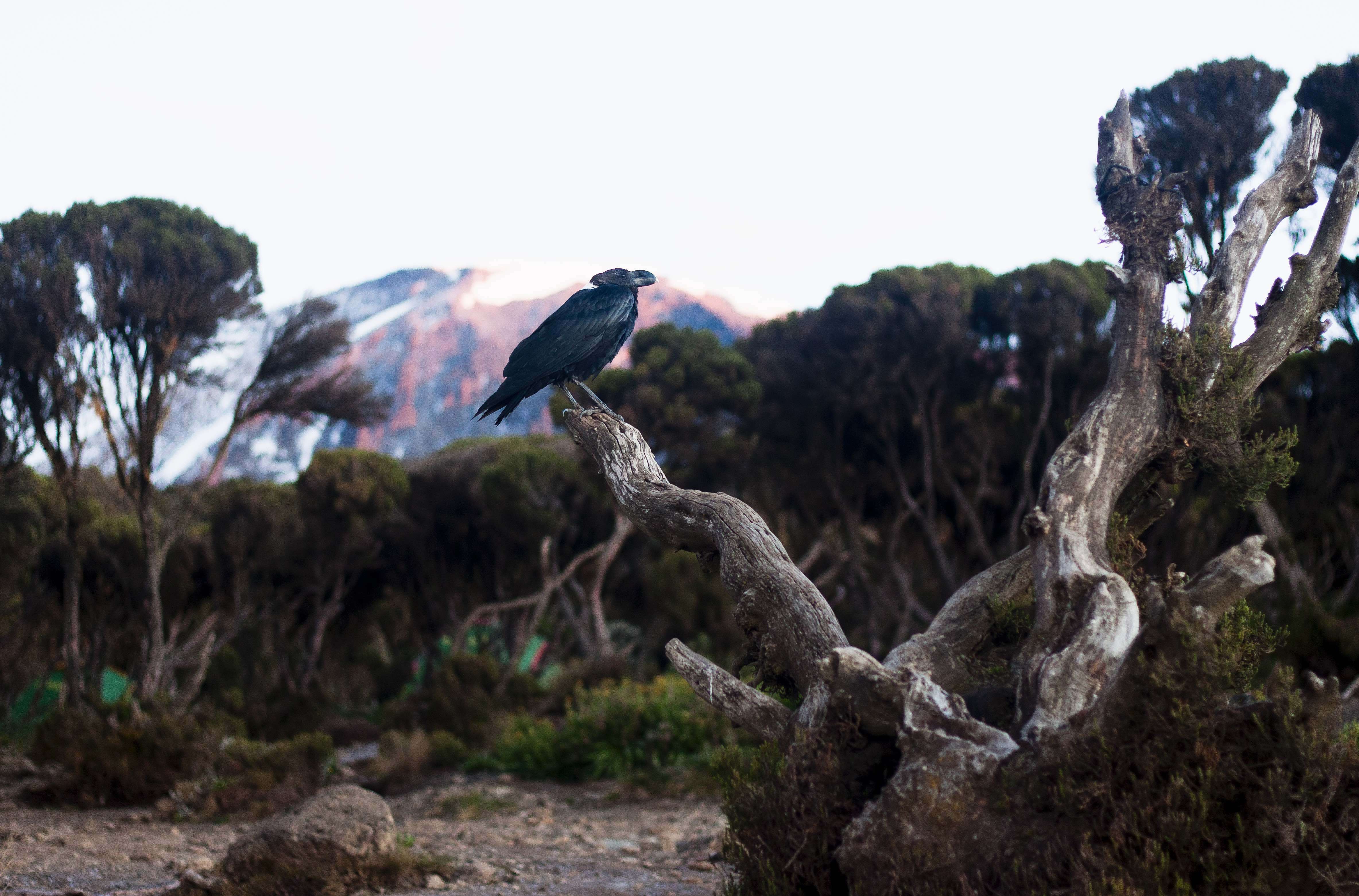 Image of White-necked Raven