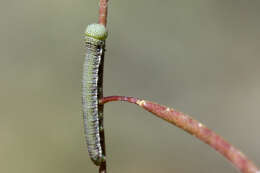 Image of Spring White