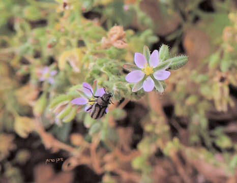 Image of red sandspurry