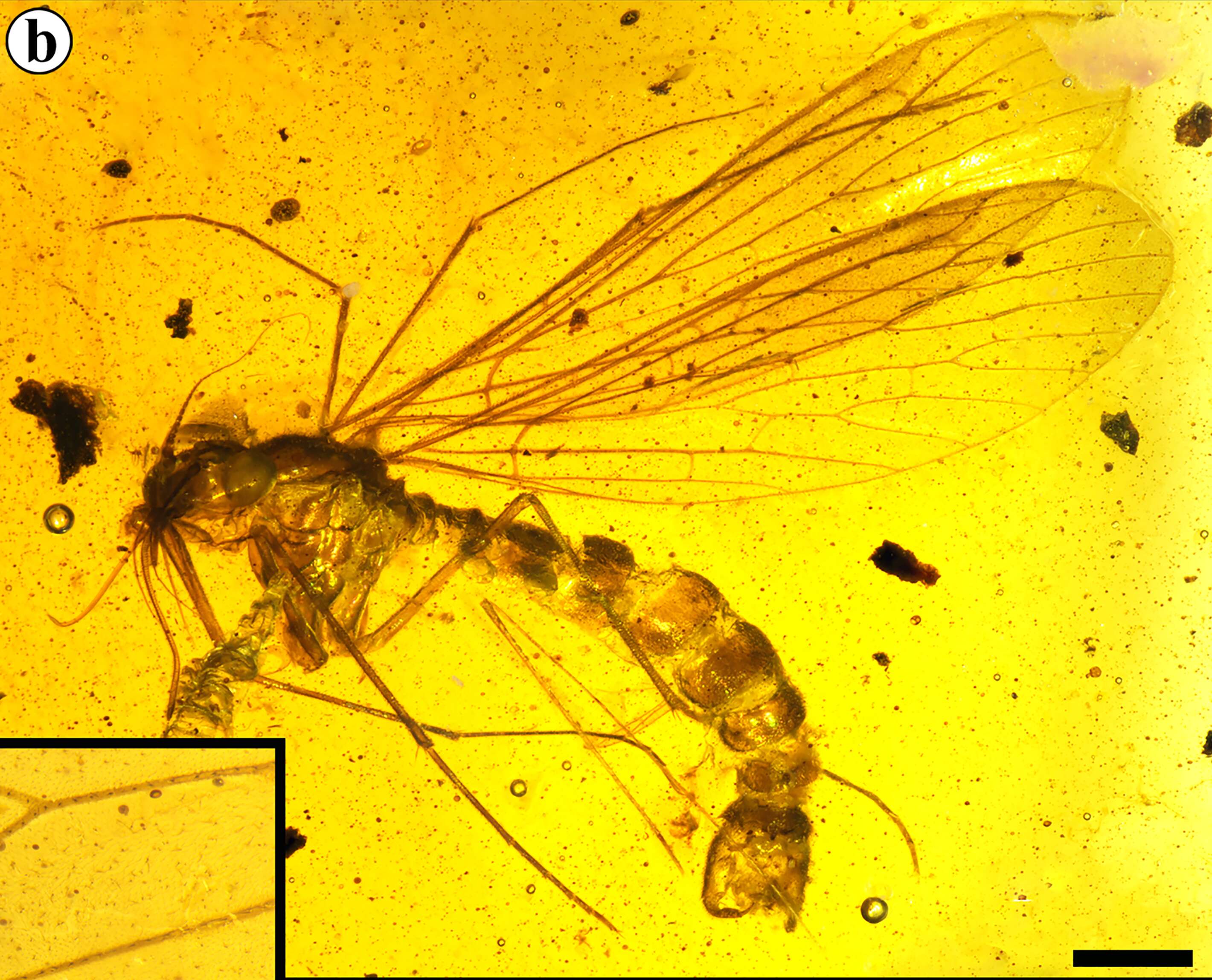 Image of Pseudopolycentropodidae