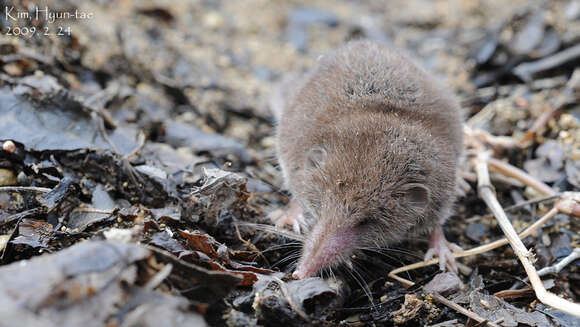 Image of Asian Lesser White-toothed Shrew