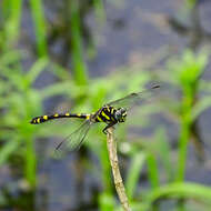 صورة Ictinogomphus rapax (Rambur 1842)