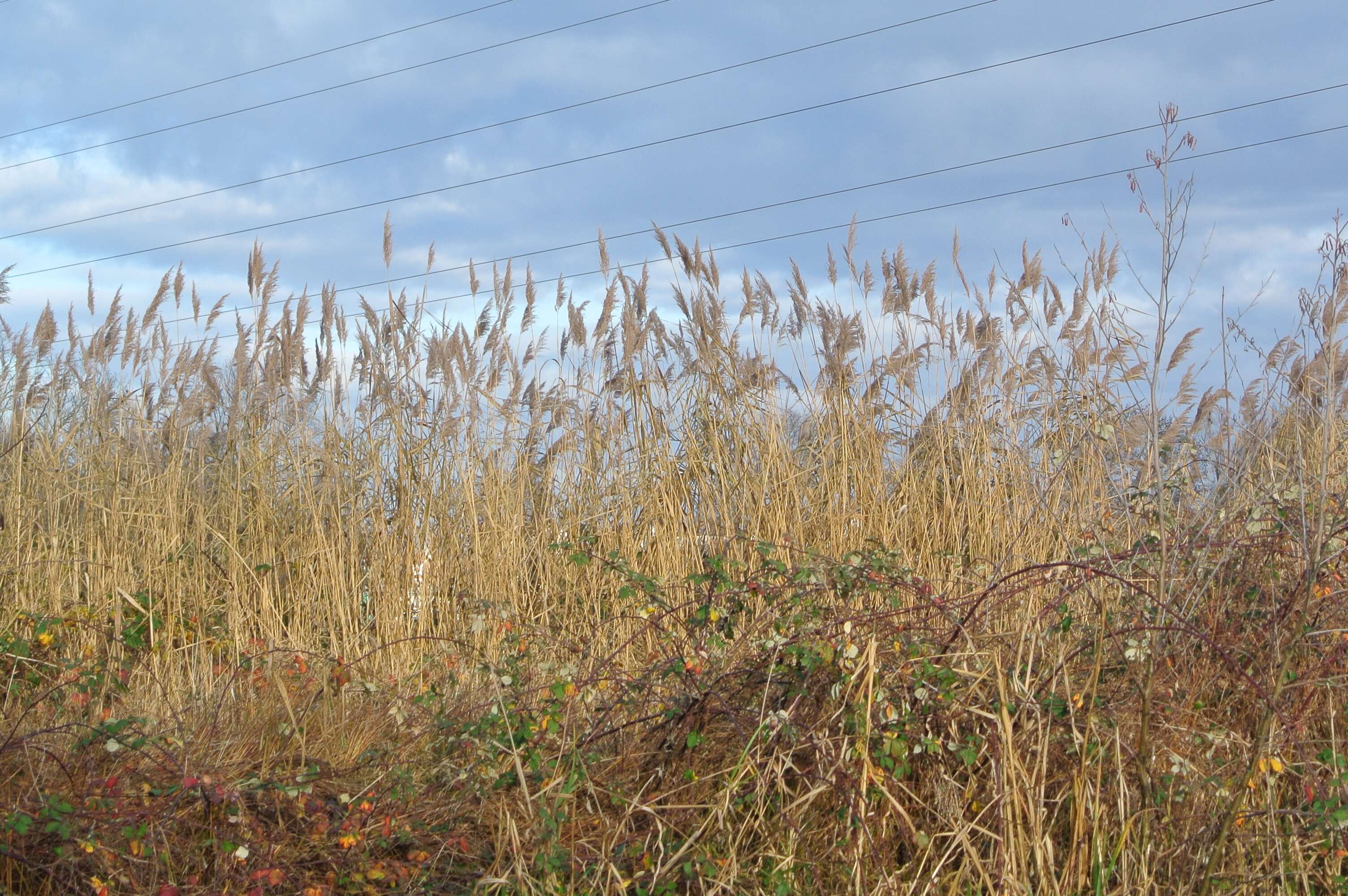 Image of common reed