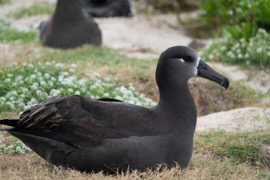 Image of Black-footed Albatross