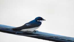 Image of Mangrove Swallow