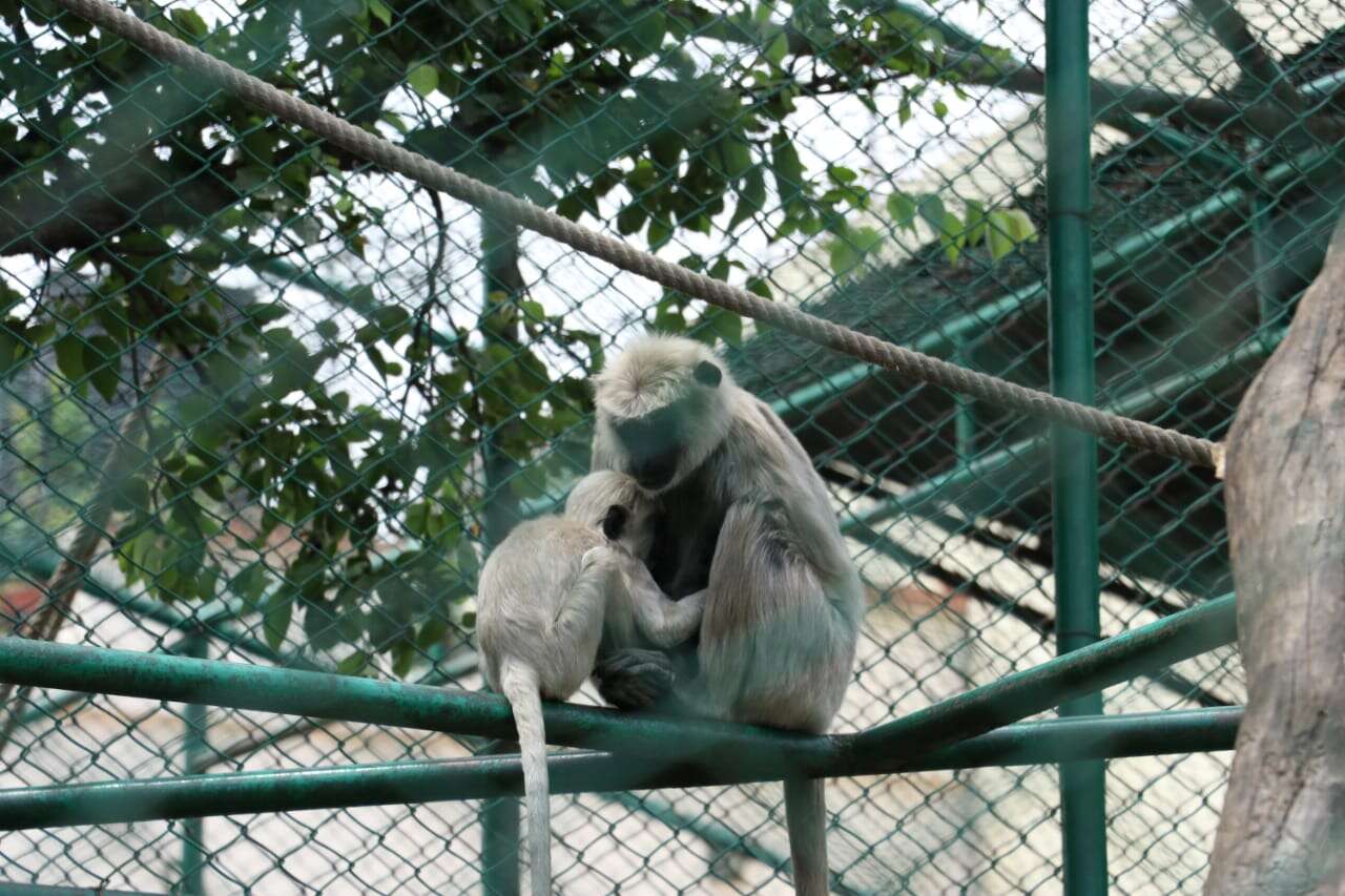 Image of Central Himalayan Langur