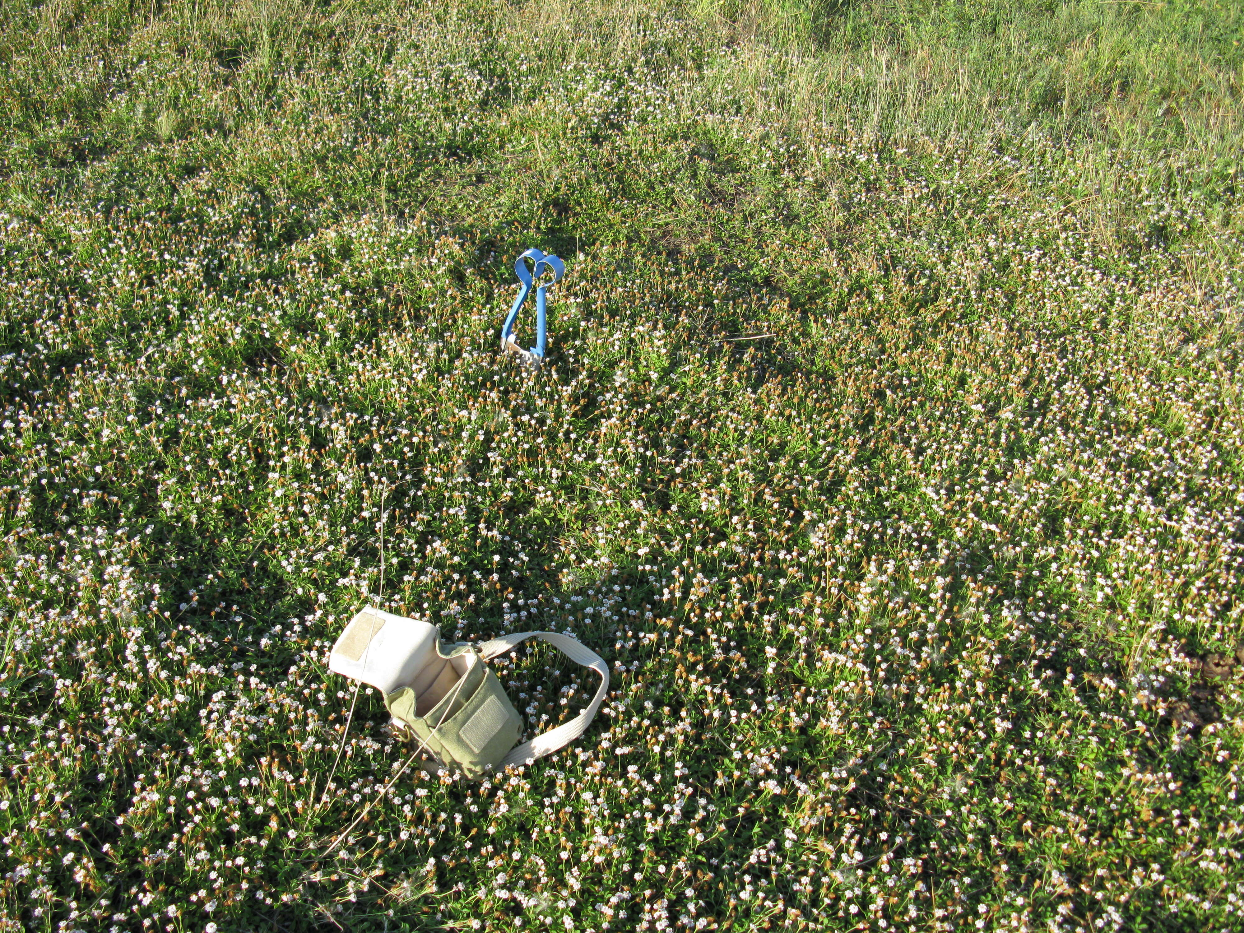 Phyla nodiflora var. minor (Gillies & Hook.) N. O'Leary & Múlgura的圖片