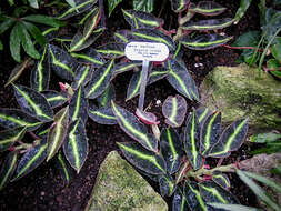 Image of Begonia listada L. B. Sm. & Wassh.