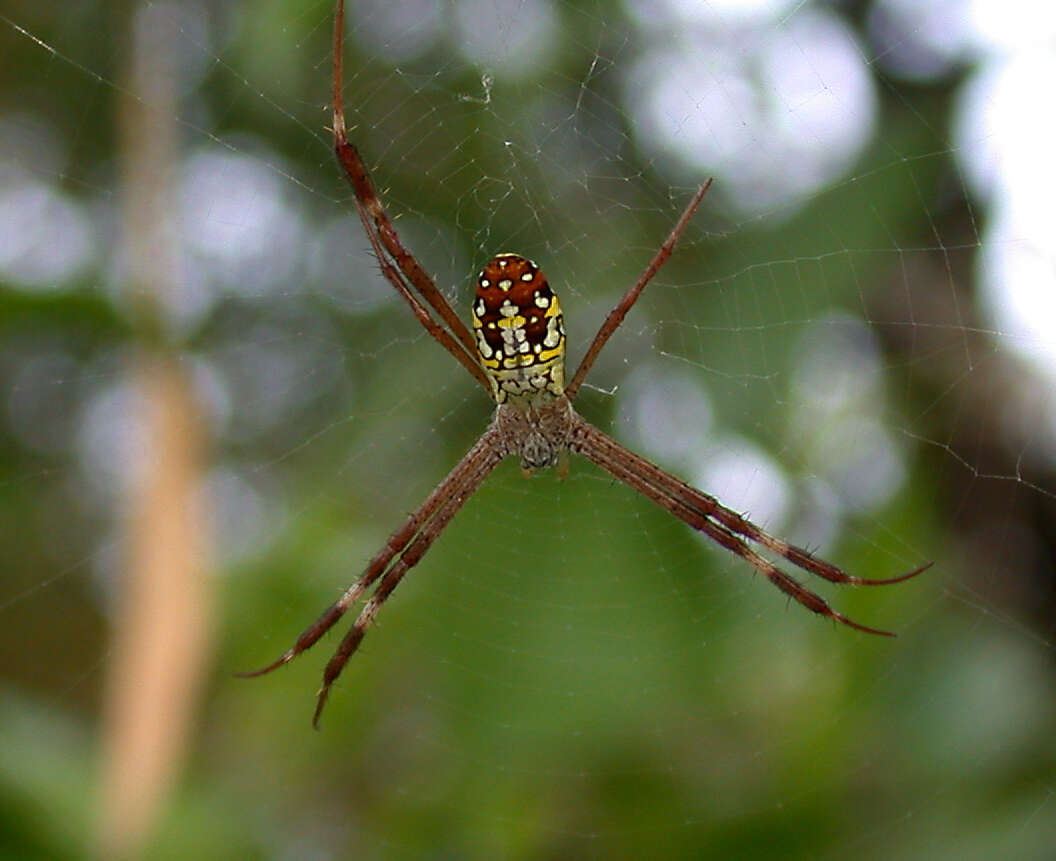 Image of Argiope catenulata (Doleschall 1859)