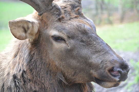 Image of Cervus canadensis nelsoni