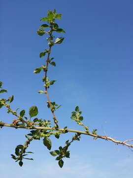 Image of Mediterranean Amaranth