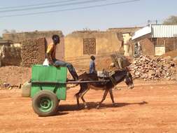 Image of Ass -- Feral donkey