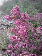 Image of heather