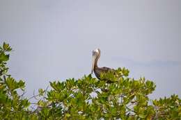 Image of Pelecanus occidentalis occidentalis Linnaeus 1766