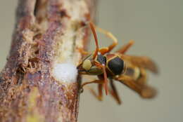 Image of Wasp