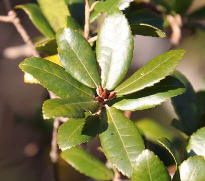 Image of <i>Quercus phillyraeoides</i>