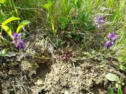 Image of tufted milkwort