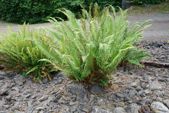 Image of western swordfern