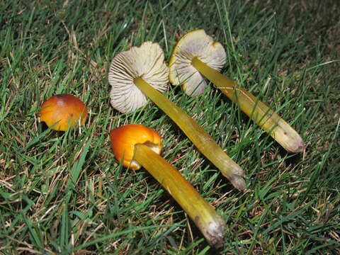 Image of Hygrocybe singeri (A. H. Sm. & Hesler) Singer 1958