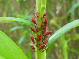 Image of Red Goldenrod Aphid